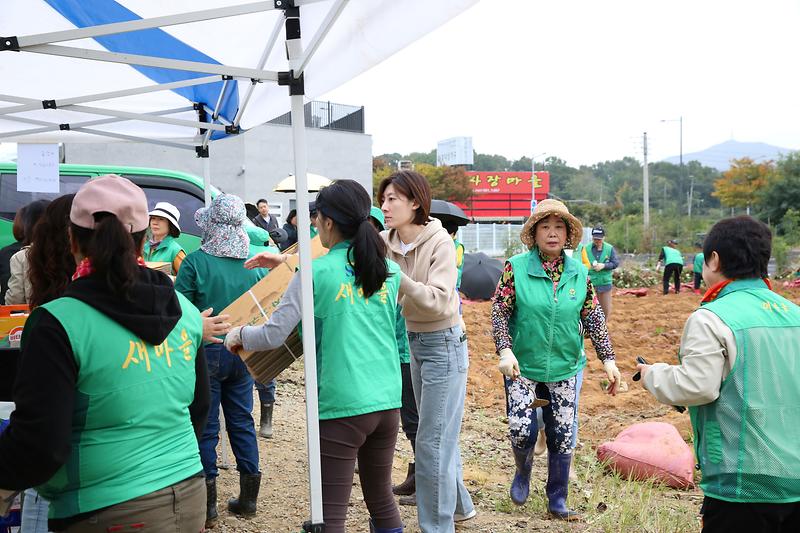 서구새마을회 사랑의 고구마 수확 행사(2024.10.18.) 사진