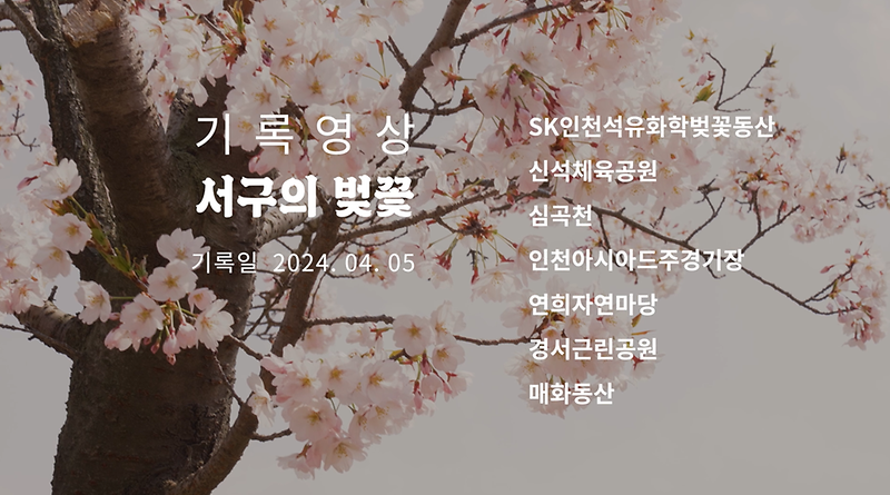 기록영상 <서구의 벚꽃> 사진