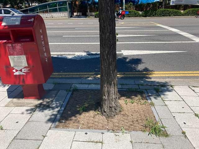 6서구,_구민과_소통해_가로환경_개선한다__가로수_친환경_야자매트_설치사업.jpg 이미지