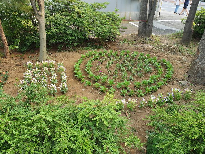 8내_손으로_가꾸는_명품마을…검암경서동,_여름꽃_식재__(2).jpg 이미지