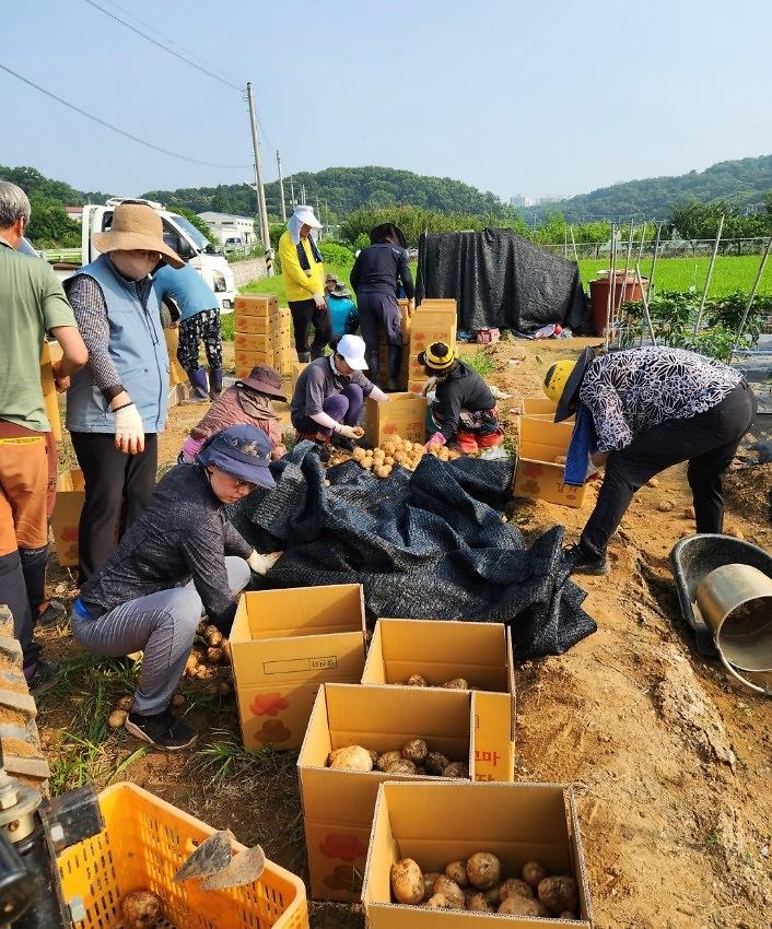 7불로대곡동_주민자치회,_‘직접_키운_감자로_전하는_이웃의_정’__(2).jpg 이미지