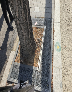  가로수 친환경 야자매트 설치 시행 전 현장사진