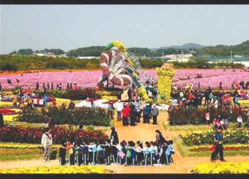 Dream park Chrysanthemum Festival 1