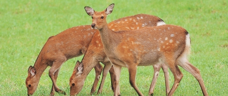 Animal ? Deer