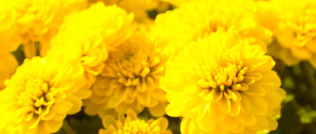 Flower ? Chrysanthemum