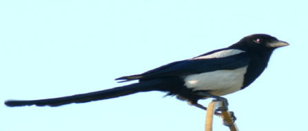 Bird ? Magpie